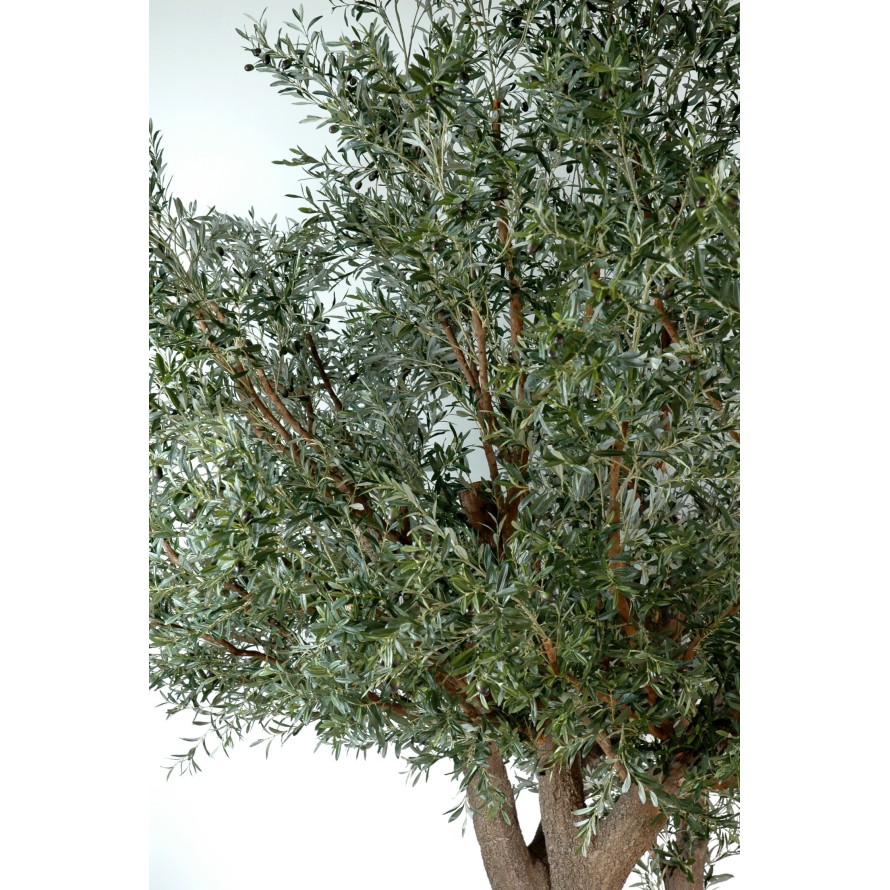 OLIVENBAUM TREE