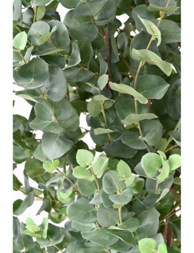 EUCALYPTUS GUNNII BUSH