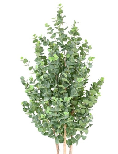 EUCALYPTUS GUNNII BUSH