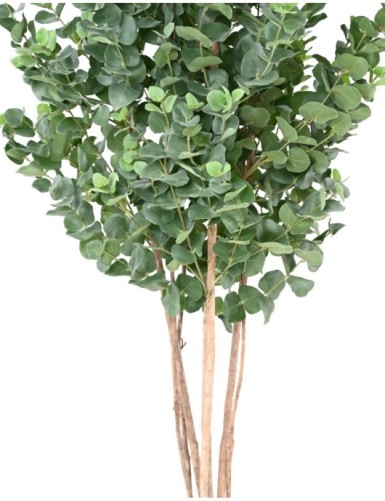 EUCALIPTO GUNNII ARBUSTO