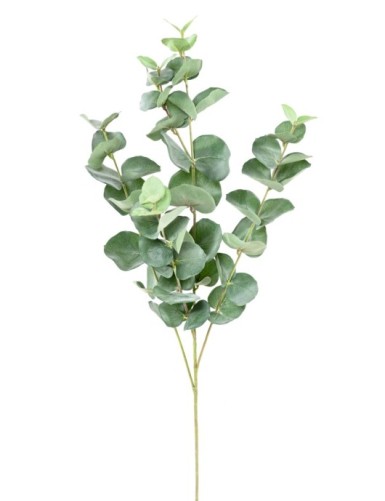 EUCALIPTO GUNNII RAMA