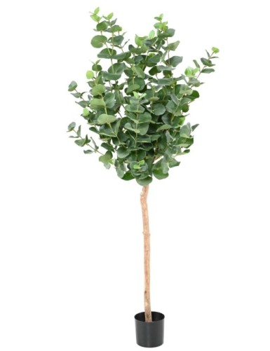 EUKALYPTUS 81 GUNNII STAMM