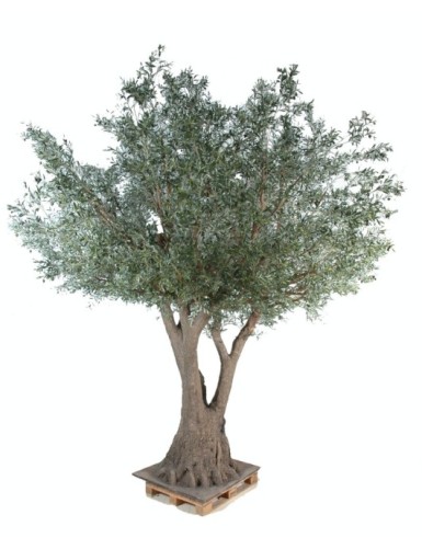 OLIVO TREE