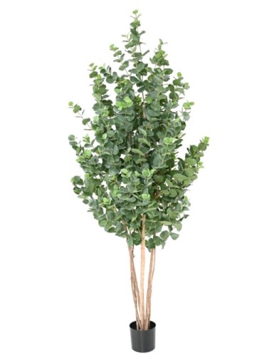 EUKALYPTUS 81 GUNNII BUSCH