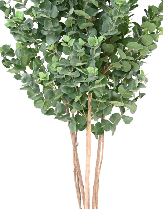 EUKALYPTUS 81 GUNNII BUSCH