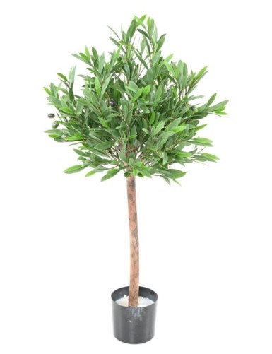 OLIVENBAUM KRONE 90 UV