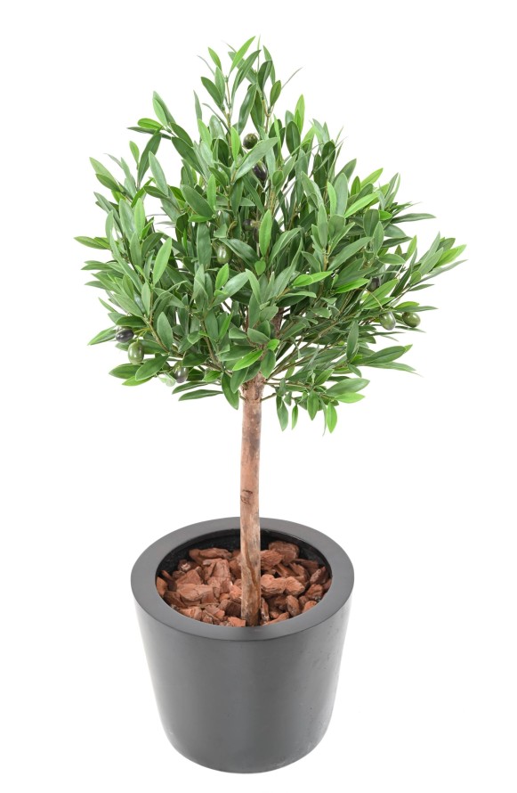 OLIVENBAUM KRONE 90 UV