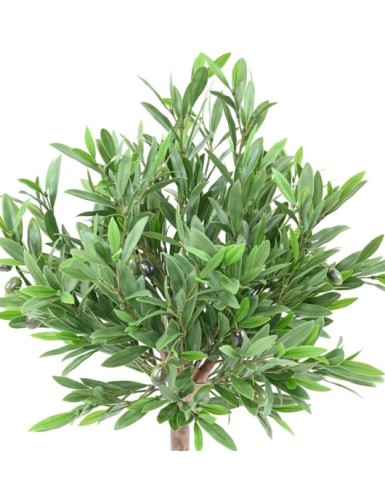 OLIVENBAUM KRONE 90 UV