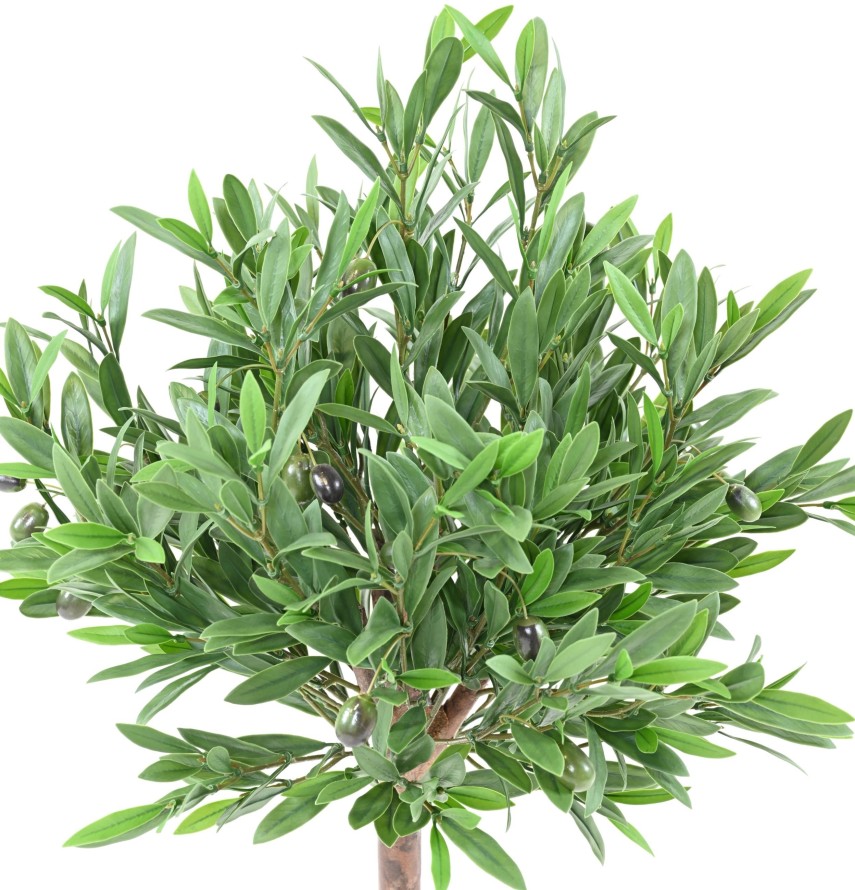 OLIVO CABEZA 90 RESISTENTE A LOS RAYOS UV