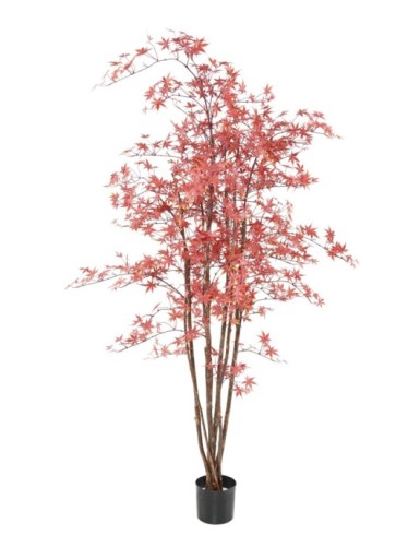 ARALIA PE UV