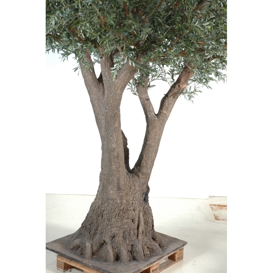 OLIVE TREE