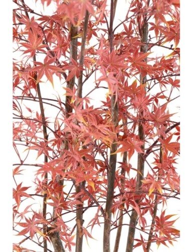 ARALIA PE RESISTENTE A LOS RAYOS UV