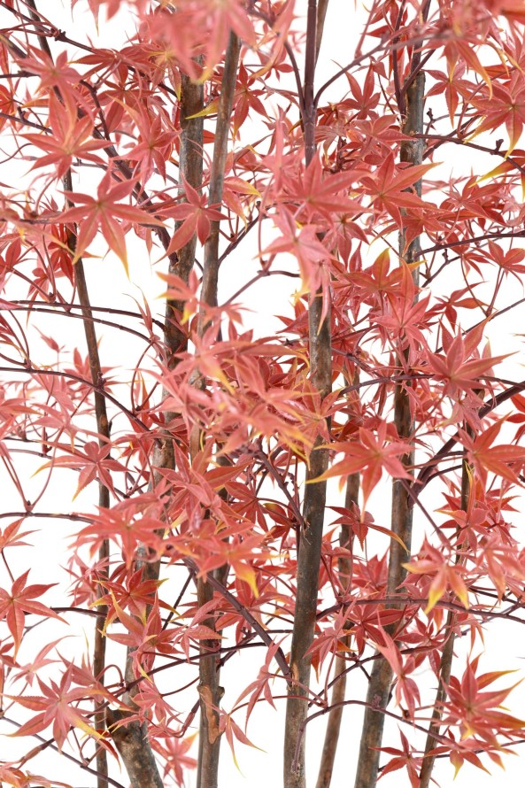 ARALIA PE RESISTENTE A LOS RAYOS UV