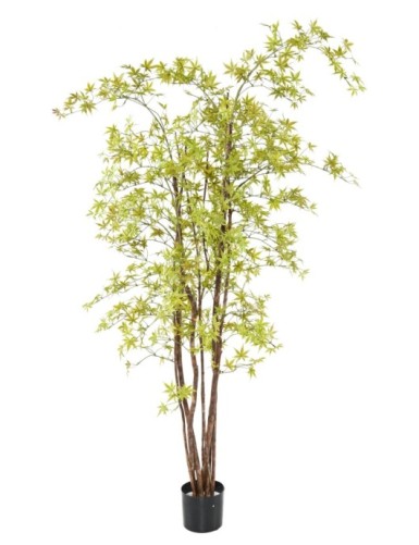ARALIA PE UV