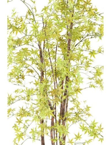 ARALIA PE UV