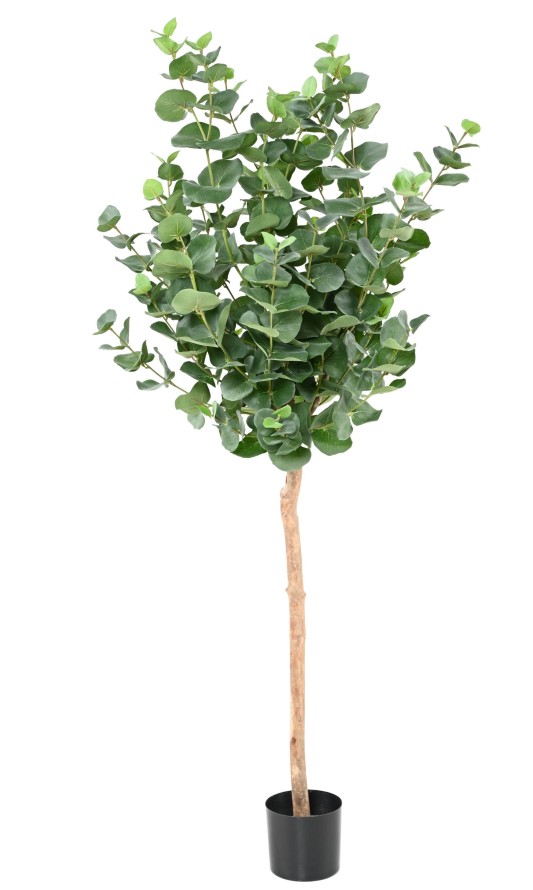 EUKALYPTUS 81 GUNNII STAMM