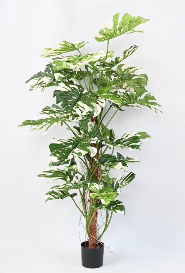 PHILODENDRON KOKOS-RANKSTAB NEW 160