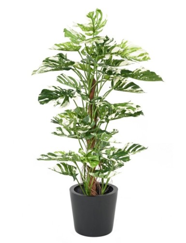 PHILODENDRON KOKOS-RANKSTAB...