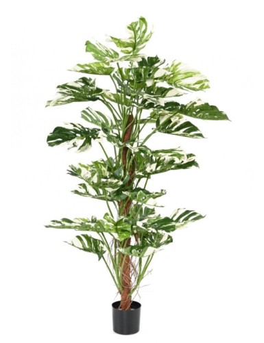 PHILODENDRON KOKOS-RANKSTAB NEW 160