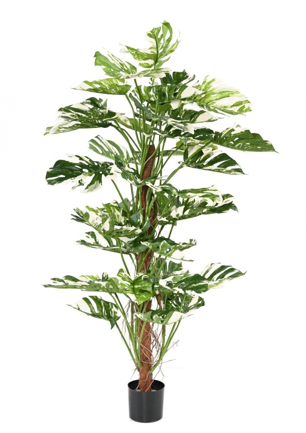 PHILODENDRON KOKOS-RANKSTAB NEW 160