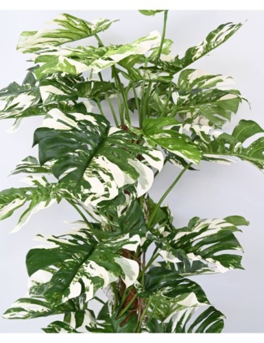 PHILODENDRON KOKOS-RANKSTAB NEW 160