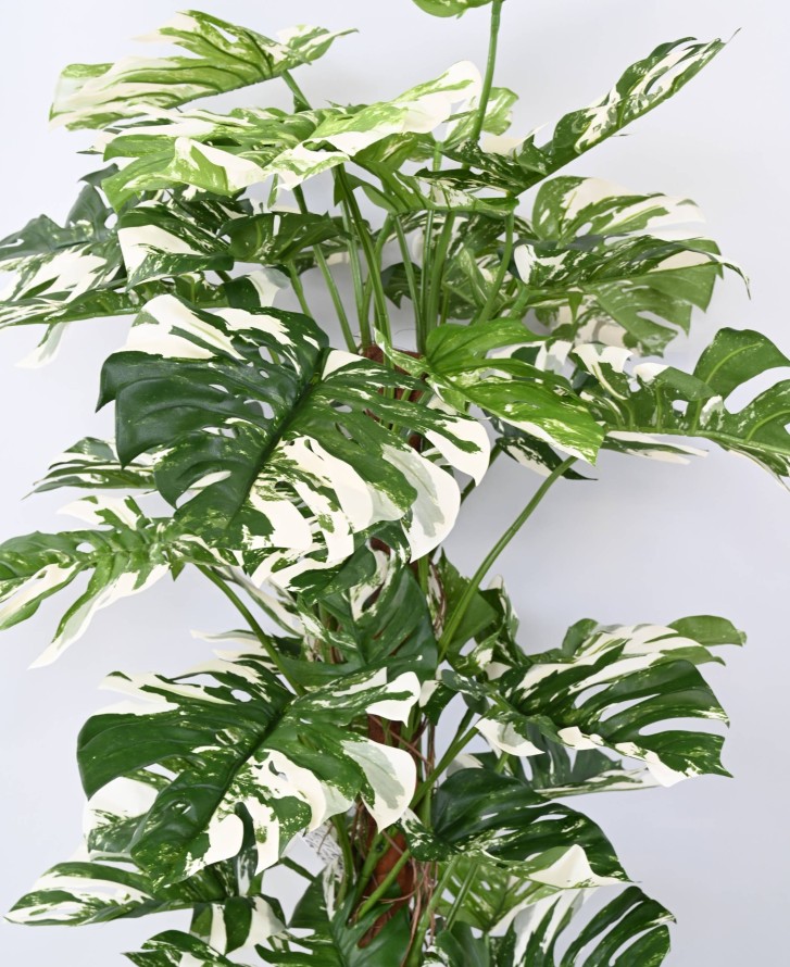 PHILODENDRON KOKOS-RANKSTAB NEW 160