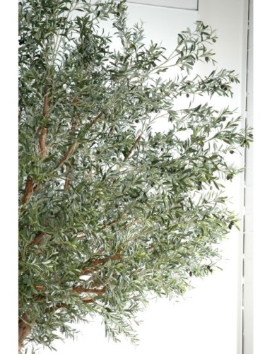 OLIVE TREE