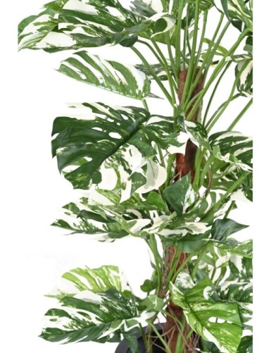 PHILODENDRON KOKOS-RANKSTAB NEW 160
