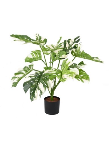 PHILODENDRON MONSTERA...