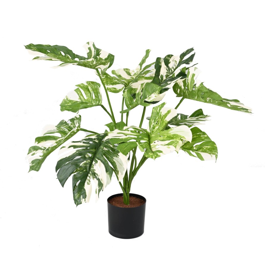 PHILODENDRON MONSTERA GIGANTE *13 75 CM