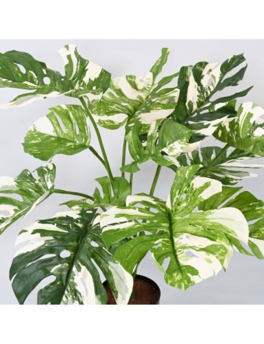 PHILODENDRON GIANT MONSTERA *13 75 cm