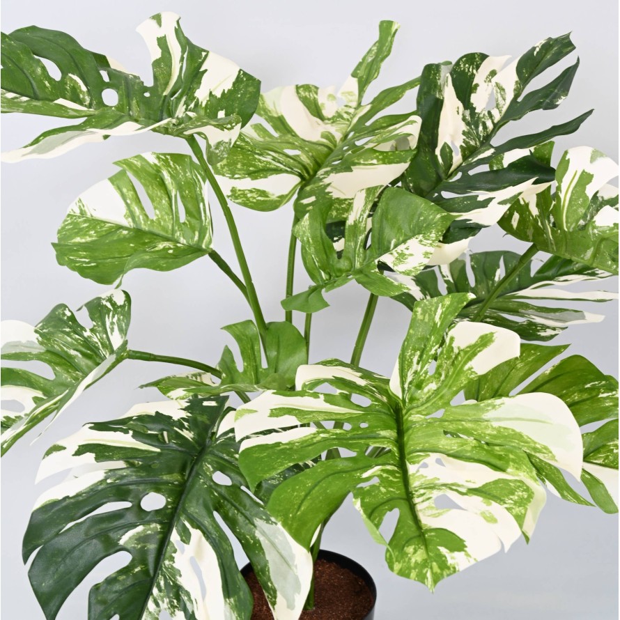 PHILODENDRON GIANT MONSTERA *13 75 cm
