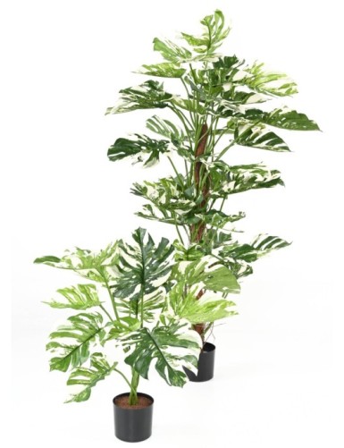 PHILODENDRON GIANT MONSTERA *13 75 cm