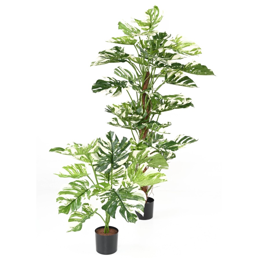 PHILODENDRON GIANT MONSTERA *13 75 cm