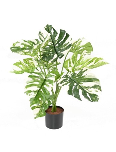 PHILODENDRON GIANT MONSTERA *13 75 cm