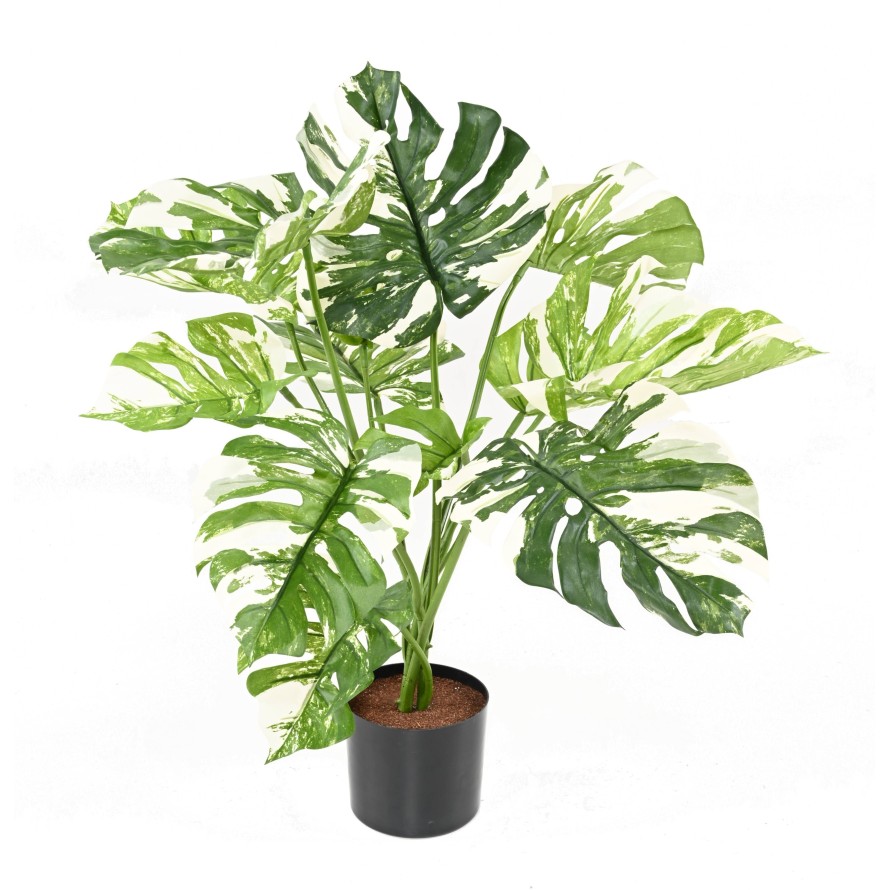 PHILODENDRON MONSTERA GIGANTE *13 75 CM