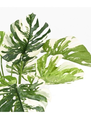 PHILODENDRON MONSTERA GIGANTE *13 75 CM