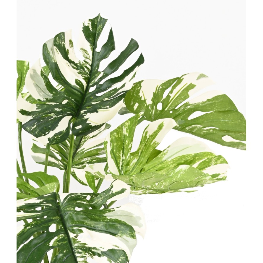 PHILODENDRON MONSTERA GIGANTE *13 75 CM