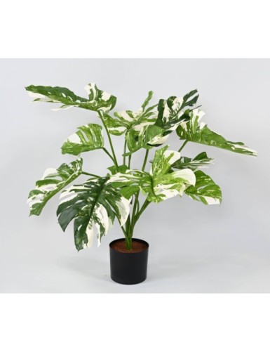 PHILODENDRON GIANT MONSTERA *13 75 cm