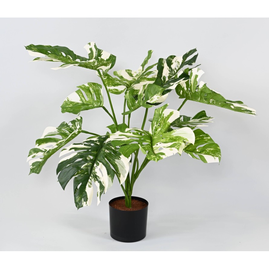PHILODENDRON GIANT MONSTERA *13 75 cm