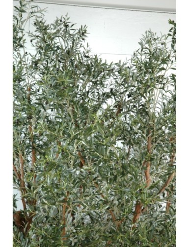 OLIVENBAUM TREE
