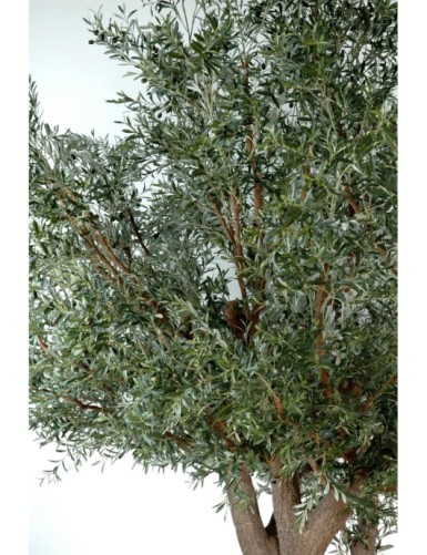 OLIVENBAUM TREE