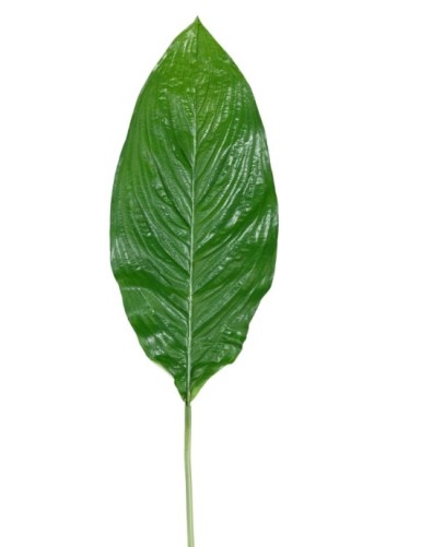 SPATHIPHYLLUM GIANT 105