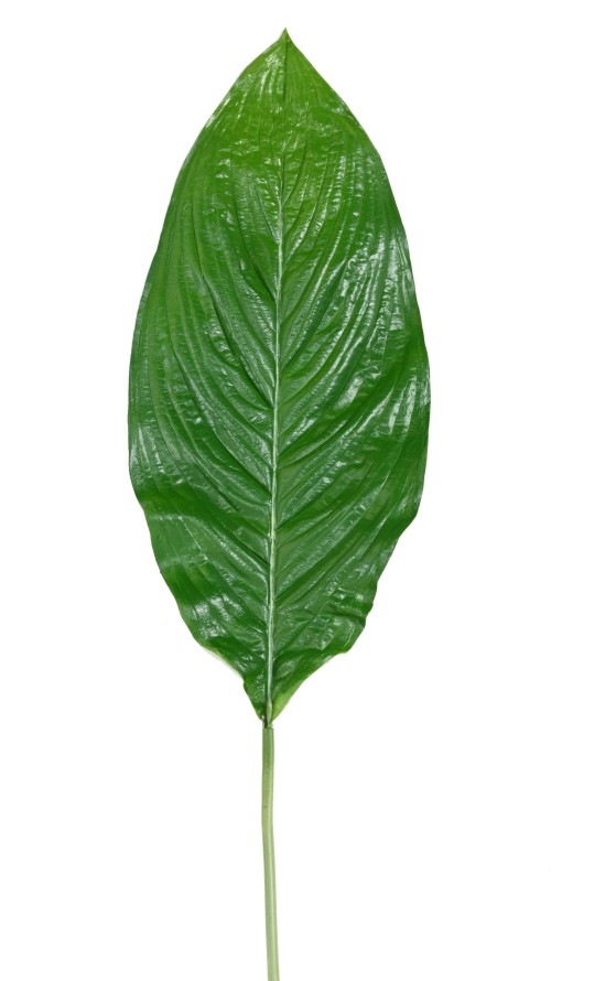 ESPATIFILO Gigante 105