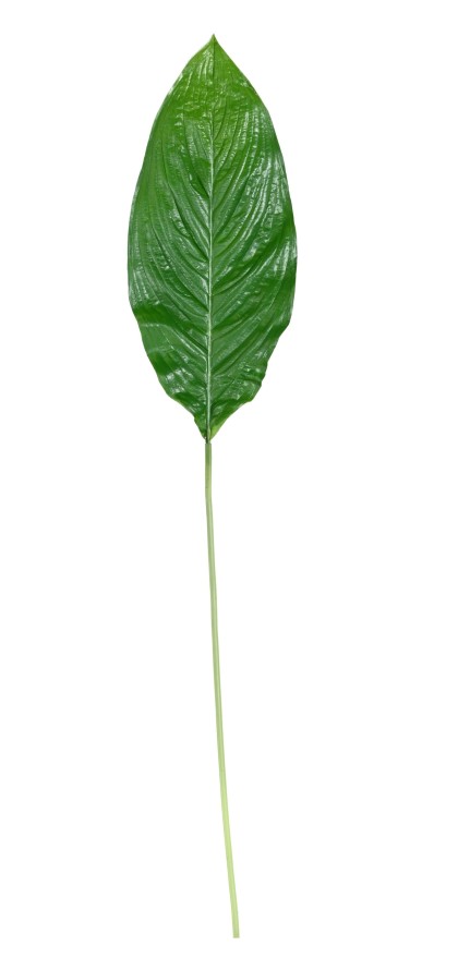SPATHIPHYLLUM GIANT 105