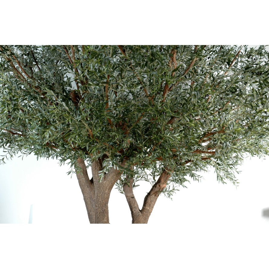 OLIVE TREE