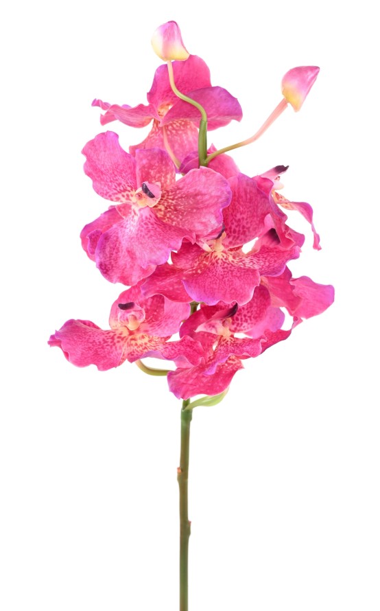 ORQUÍDEA VANDA
