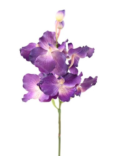 ORQUÍDEA VANDA