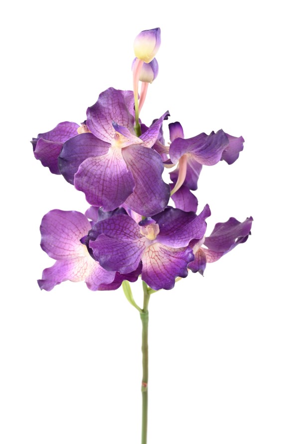ORQUÍDEA VANDA