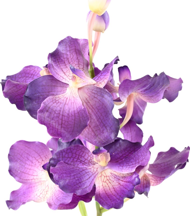 ORQUÍDEA VANDA